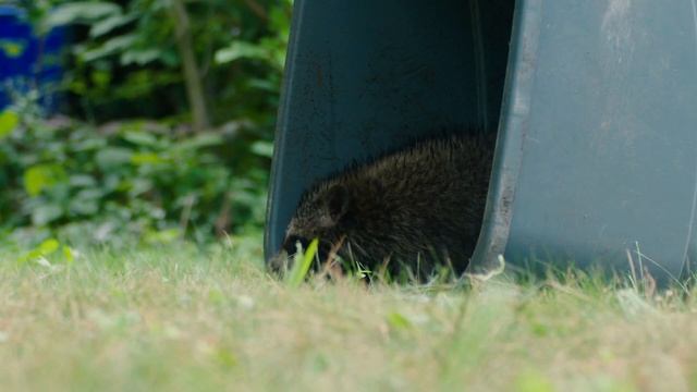 Le RATON-LAVEUR comme ANIMAL DOMESTIQUE ❌ C'est LÉGAL ? Comment S'EN OCCUPER ? смотреть онлайн
