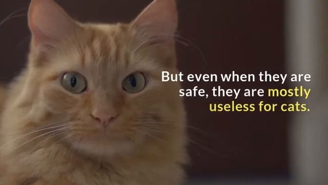 Can Cats Eat Potatoes | Is This a Healthy Food for Your Cat смотреть онлайн