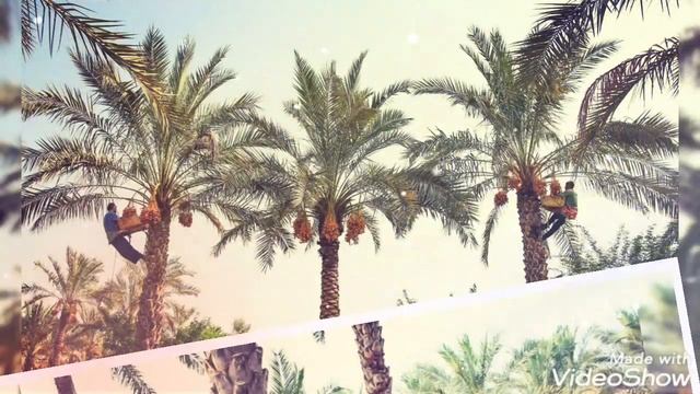 РОТАБ-ЭТО ОДИН ИЗ САМЫХ ВКУСНЫХ СОРТОВ ФИНИКОВ!???СБОР УРОЖАЯ ФИНИКОВ, ПЕРСИКИ,ИНЖИР! смотреть онлайн