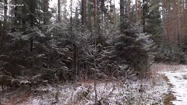 Синички в осеннем уральском лесу. Замечательная прогулка. смотреть онлайн