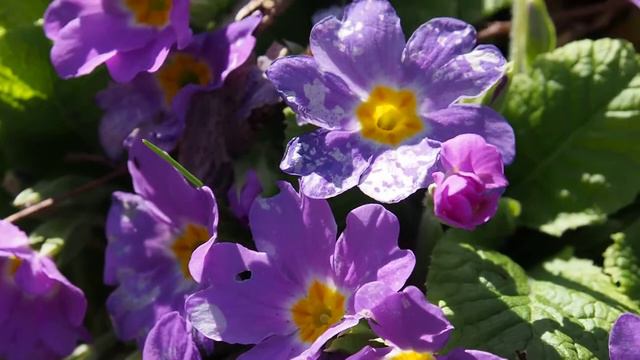 Примула в Приморско, Primula In Primorsko
