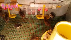 Перепелята с 1 - 10 день - развитие, содержание, уход. Ежедневная съёмка 1 часть. #перепелавквартир