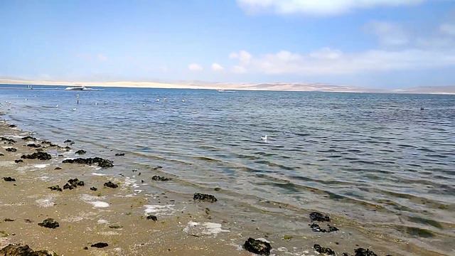 Фламинго и другие птицы на прогулке вдоль берега залива Паракас, Перу. Атмосферное видео смотреть онлайн