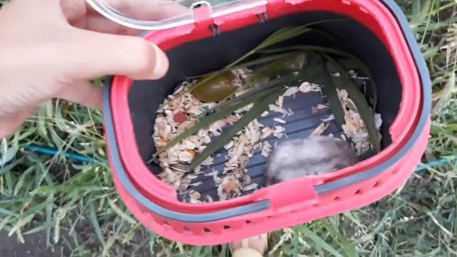 Первая прогулка хомяка|У ХОМЯКА СТРЕСС!!!?, РИЧАРД ПОДРАЛСЯ С СОБАКОЙ??| смотреть онлайн