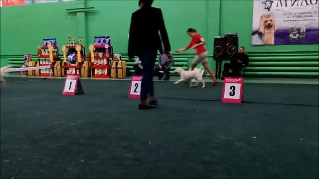 Выставка собак, Иркутск, 26 января 2014, лабрадоры, бэби смотреть онлайн