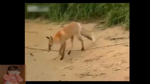 Топ 3, как звери воруют улов рыбака. смотреть онлайн