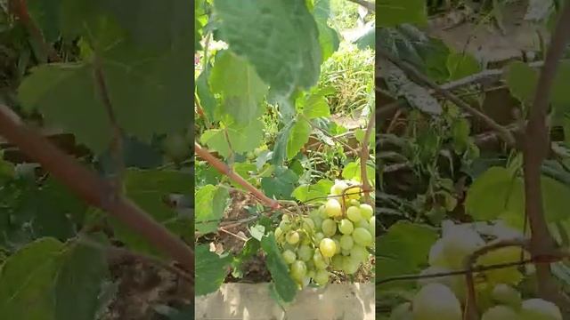 волгоградский виноград смотреть онлайн