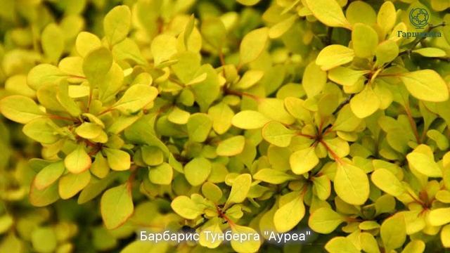 Барбарис. Лучшие сорта. Использование в ландшафтном дизайне смотреть онлайн