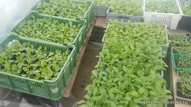 13 апреля. Показываю что происходит у меня в теплице. смотреть онлайн
