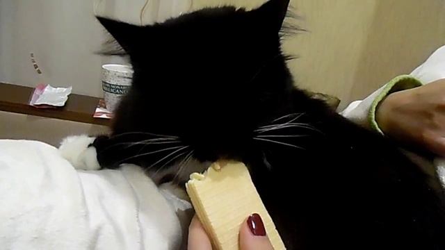 КОТ ЕСТ ВАФЛЮ смотреть онлайн