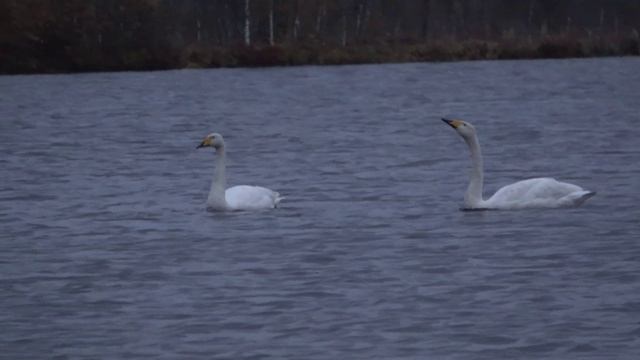 Охота на осеннего гуся\утку #22 Кто-то расстрелял чучела смотреть онлайн