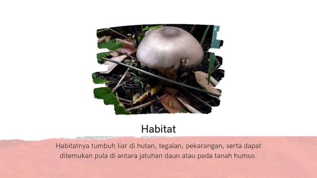 BASIDIOMYCOTA | FUNGI DEATH CAP смотреть онлайн