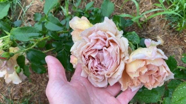 Троянда Cafe - перше квітування смотреть онлайн