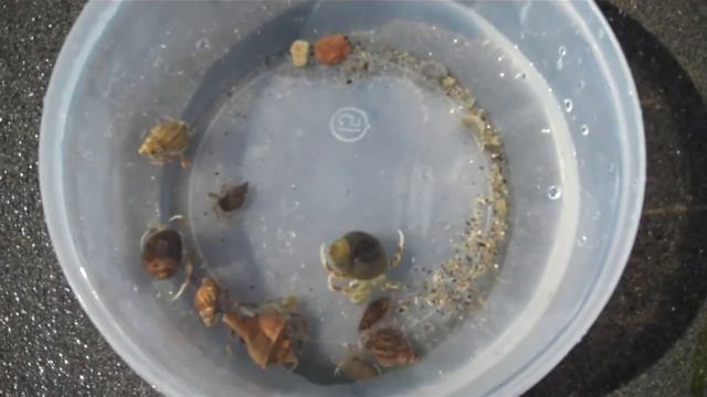 Hermit Crab Adventures смотреть онлайн
