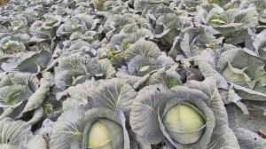 Выращивание капусты
