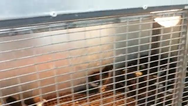 Цыплята Черно Медного марана 8 дней. смотреть онлайн