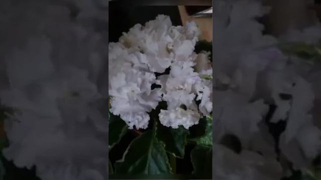 КРАСОТА СПАСЁТ МИР смотреть онлайн