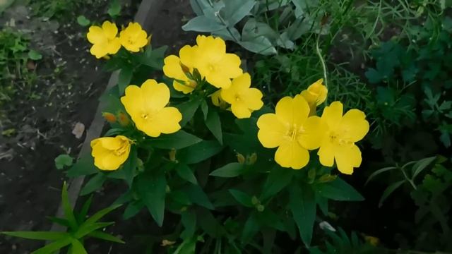 ?Энотера. Ночная свеча. Выращивание и уход ? смотреть онлайн