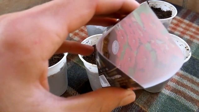 Настурция выращивание смотреть онлайн