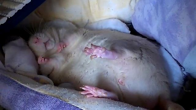 Джемушка разговаривает во сне смотреть онлайн