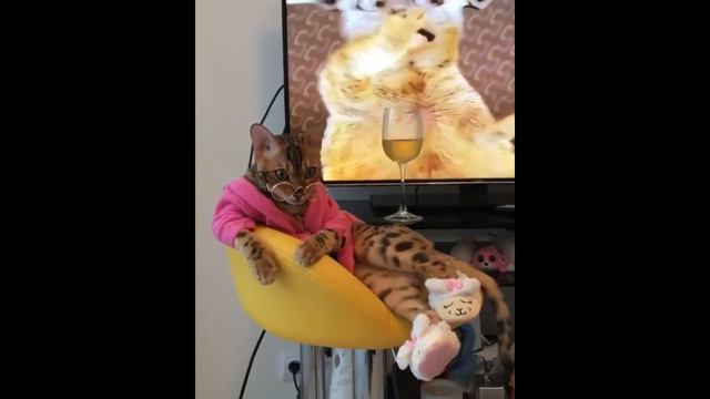 Приколы про животных. Смешное видео про котов, собак и не только. Такого Вы еще не видели! Выпуск 1 смотреть онлайн