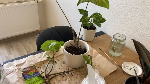 Сингониум Вайт Батерфляй|черенкование|укоренение|уход смотреть онлайн