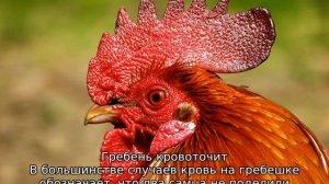 У кур синеет гребень и они дохнут: чем лечить