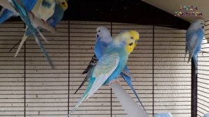 ? Учим попугая по имени Гоша говорить, видеоурок 1: "Гоша хорошая птичка!"