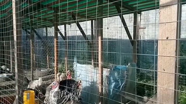 Продаем мускусных уток и индюшек смотреть онлайн