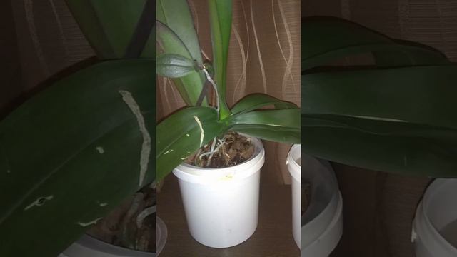 ПОДКОРМКА фаленопсиса !!! смотреть онлайн
