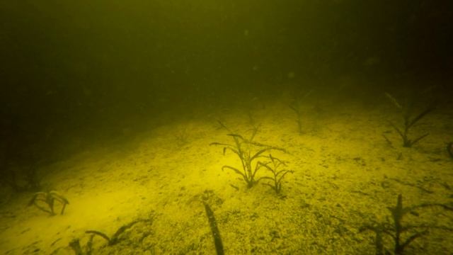 Манка на плотву зимой в качестве прикормки? ПОДВОДНАЯ КАМЕРА смотреть онлайн