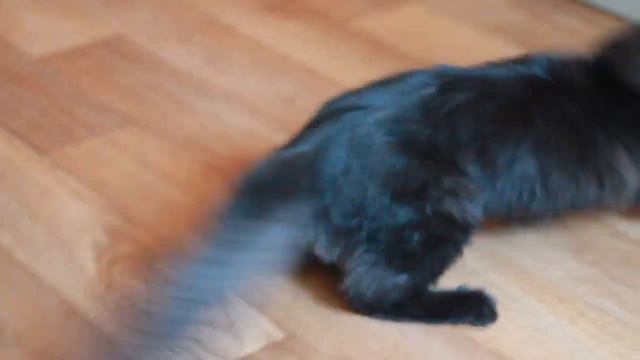 maine coon Olivia, kitten смотреть онлайн