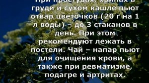 Цвет бузины - лекарство долголетия!