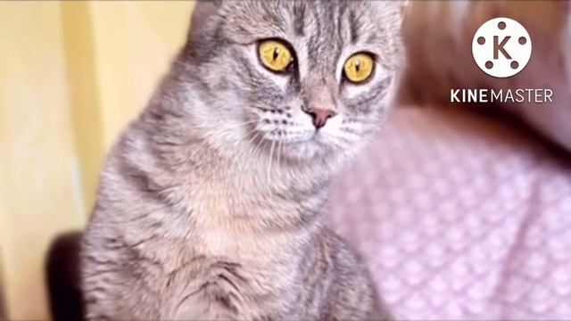 На ступеньках магазина мерзла кошка, которая прятала передние лапы и вот почему смотреть онлайн