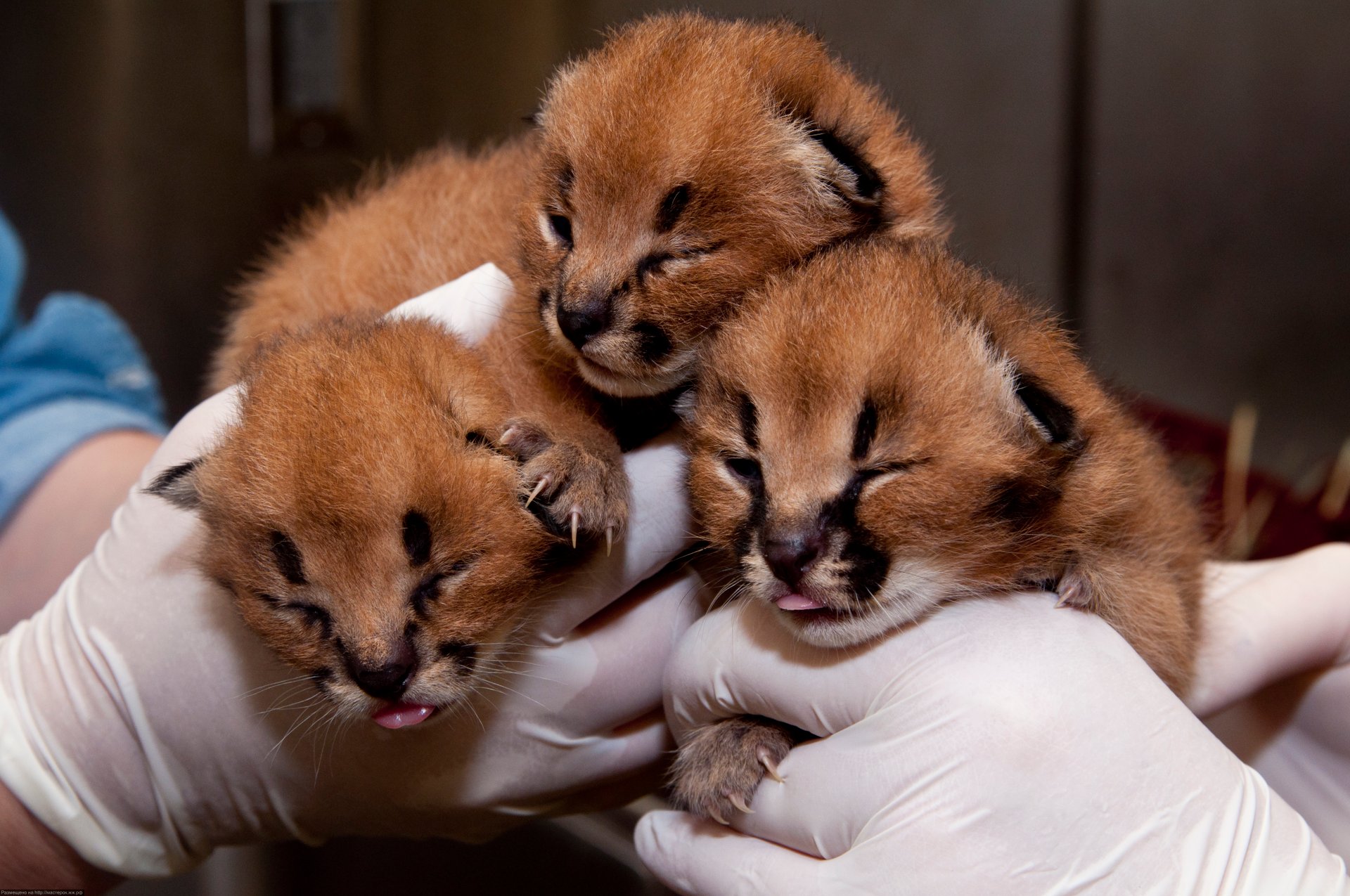 старое видео