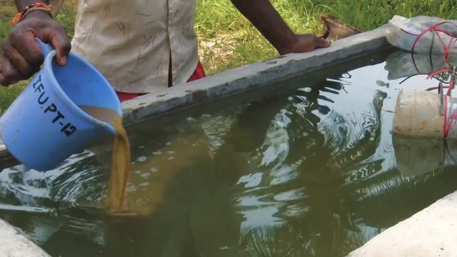 The Freshwater Pearl Culture смотреть онлайн