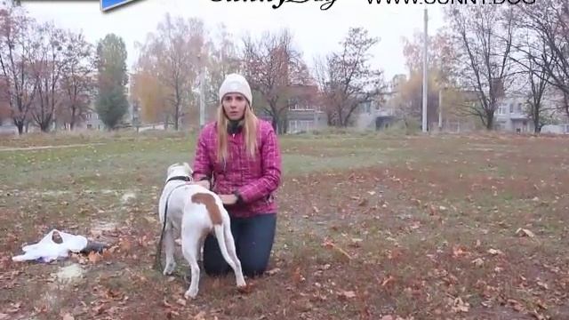 Как узнать, что у собаки течка? Течка у собак - её особенность и этапы протекания смотреть онлайн