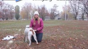 Как узнать, что у собаки течка? Течка у собак - её особенность и этапы протекания