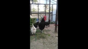 Нужен ли курам петух?