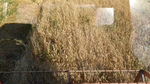 Ещё одно направление в нашем хозяйстве. Выращивание зерновых культур. смотреть онлайн