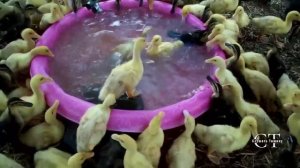 Звуки деревни. Атмосфера сельской местности. Звуки природы.