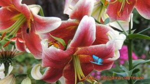 Лилия от-гибрид Джудит Саффинья ? Джудит Саффинья обзор: как сажать, луковицы лилии Джудит Саффинья