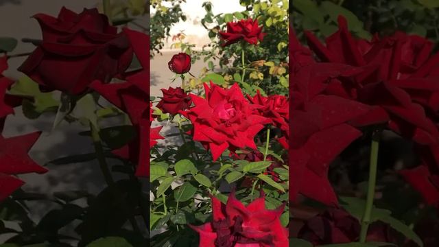 Ingrid Bergman rose in pot bloom in the spring смотреть онлайн