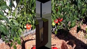 Как заставить соседа по даче, законно, сделать в основании забора трубы для прохода воды