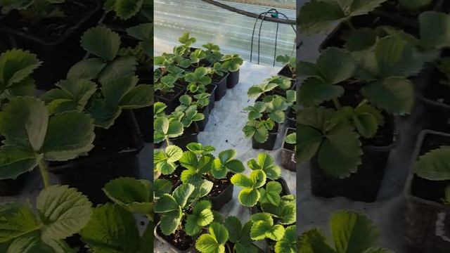 Заказ сортов клубники * Александра, Пирченкью, Москова * на весну 2024 года. тел. 89038367533. смотреть онлайн