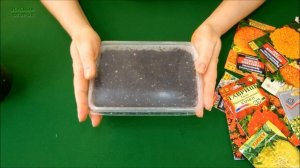 БАРХАТЦЫ! От ПОСЕВА до ПЕРВЫХ всходов! Советы от ЗЕЛЕНОГО ОГОРОДА!