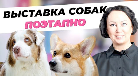 Выставка собак по этапам - СКОР Выставка 2021 - Как проходят выставки собак всех пород смотреть онлайн