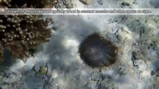 Crown of Thorns Starfish facts destroyers of the reef Animal Fact Files- Invertebrates اللافقاريا смотреть онлайн