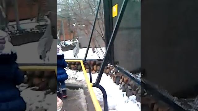 Орущие птицы смотреть онлайн