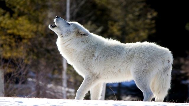 Top 10 Самых красивых животных в мире смотреть онлайн